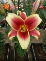 [4192 Flavia VWS No02.JPG]